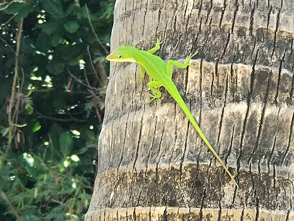 普段はあまり見かけない生き物との遭遇も