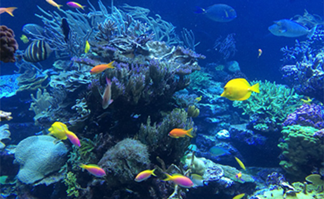 趣味は旅行、水族館巡り